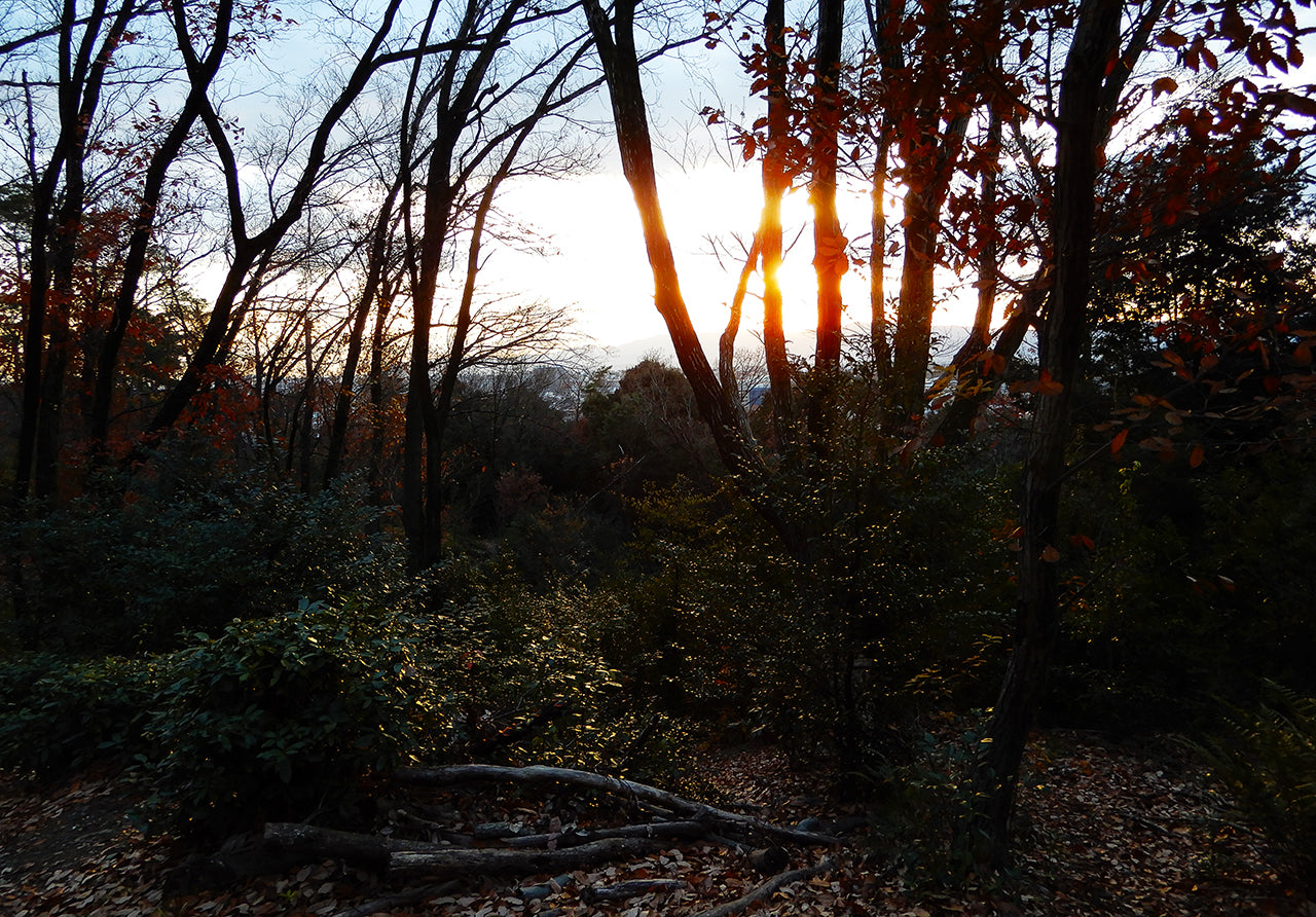 夕暮れどき。吉田山(神楽岡)の山頂から