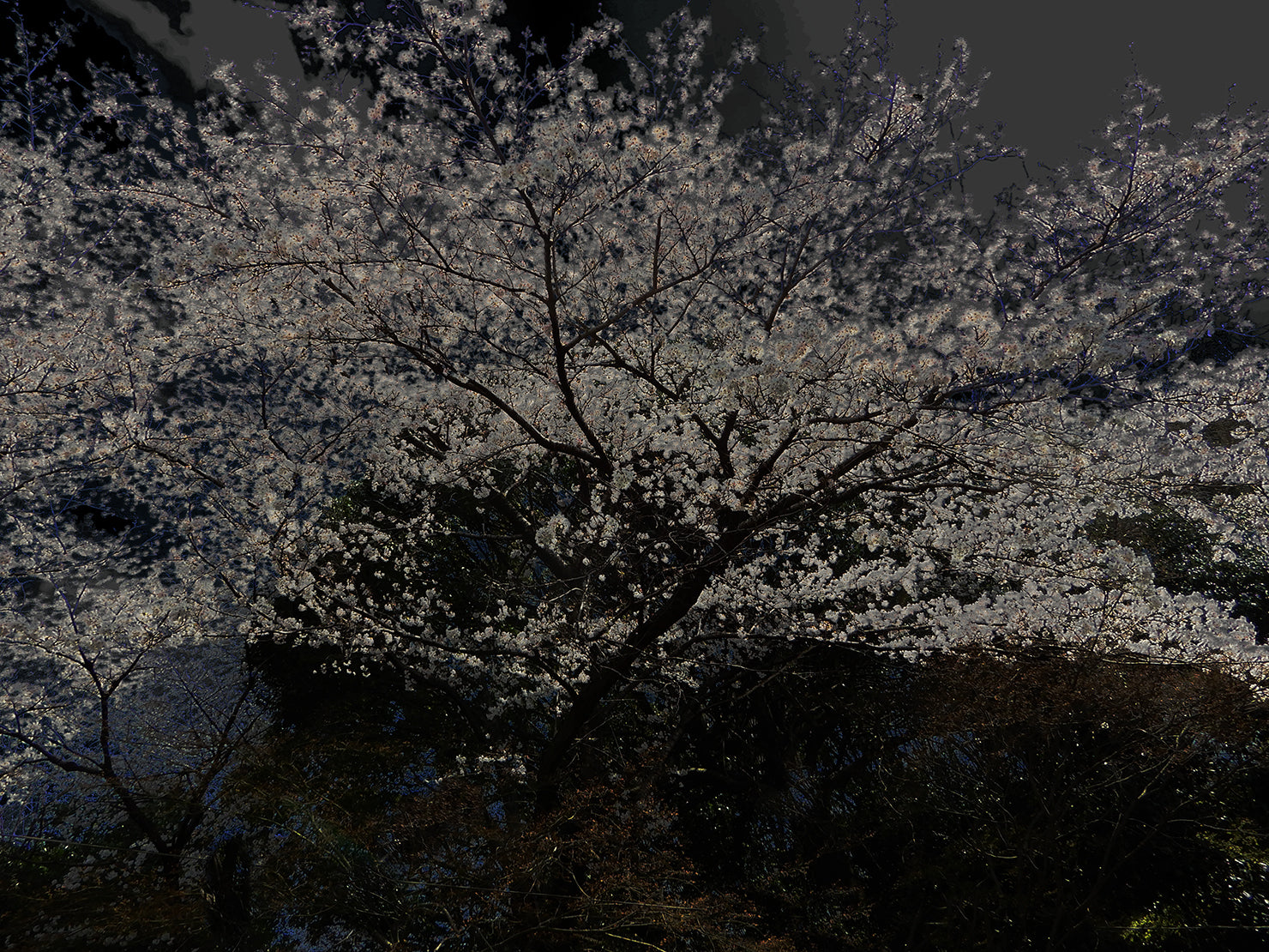 夜さくら、夜ざくら(櫻)