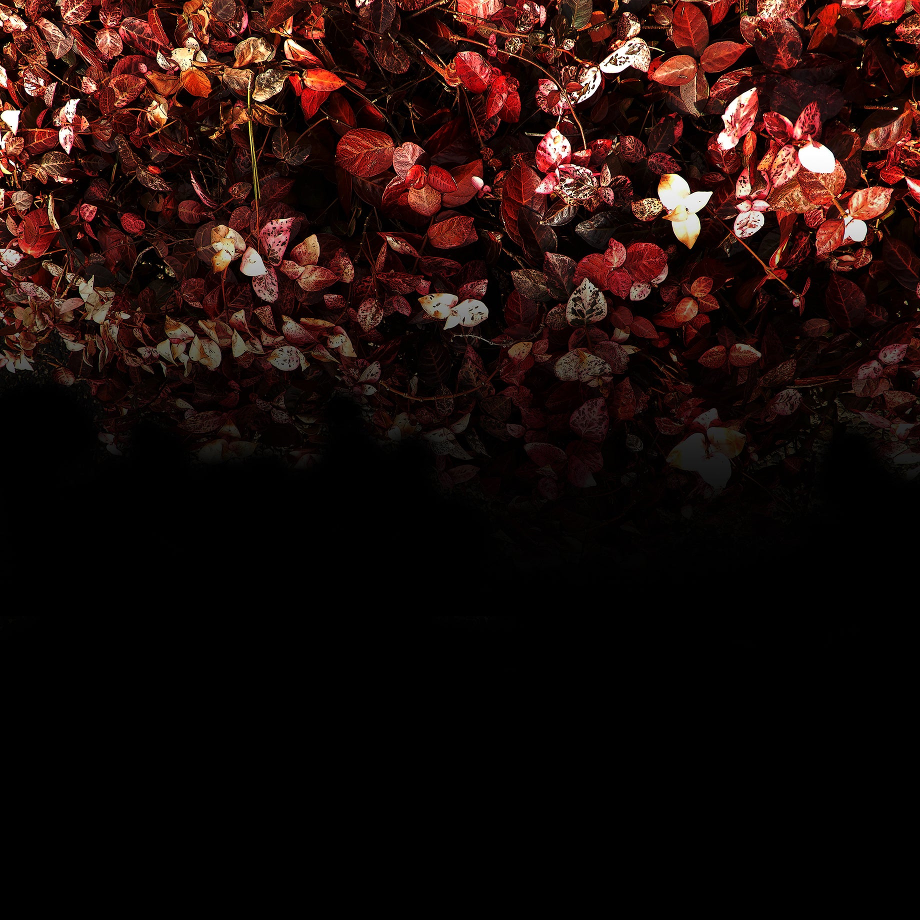 試作:2021年2月22日