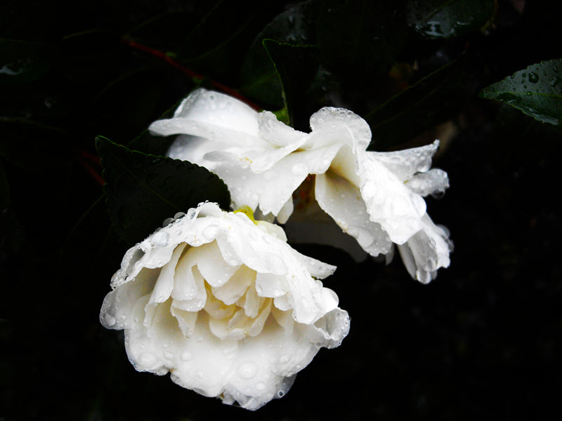 雨、、、２月